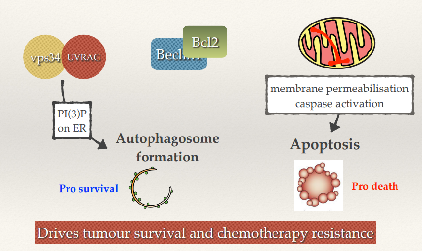 <ul><li><p>By having autophagy activated it allows the tumour cells to survive and suppress apoptosis. Drives tumour survival and chemotherapy resistance. Not all the cells within the tumour will undergo apoptosis (chemotherapy resistance).</p></li><li><p>Theory is that by inhibiting autophagy whilst undergoing chemo you might be able to push more cells into the apoptotic pathway and prevent the likelihood that some of them will survive and go on to cause secondary tumours.</p></li></ul><p></p>