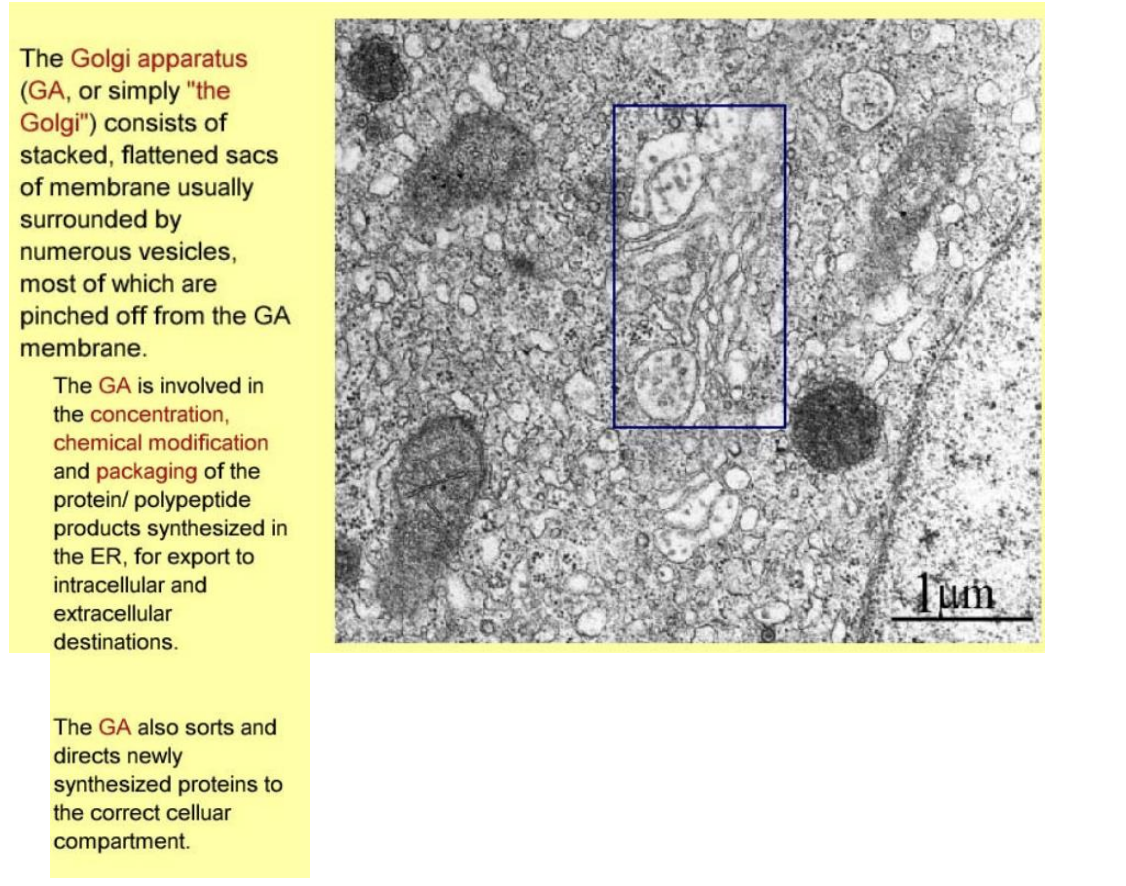 <ul><li><p>stacked, faltterend sacs of membrane</p></li><li><p>surrounded by numerous vesicles→ pinched off from golgi</p></li><li><p>concentration, chemical mod and packaging of proteins from ER</p></li><li><p>sorts and directs protesin to correct cellular compartment</p></li></ul><p></p>