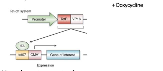 <p>Use drug to control expression.</p><ul><li><p>Dox present = off</p></li><li><p>Promoter gives spatial control</p></li></ul>