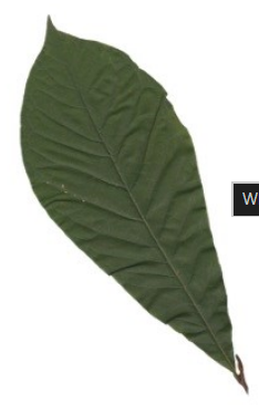 <p>What is the leaf outline?</p>
