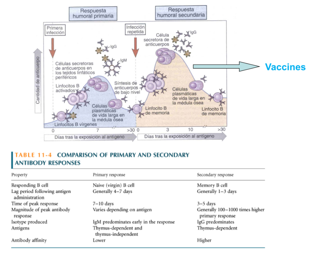 <ul><li><p><span>The seocnd time recognizing the ntigen, the esponse is much quicker, stronger (more porduced) and qualitatively, the isotype of the Abs wll be different— IgG or IgA instead of beggingin IgM… since B cells have been able to have affinity maturation, they will work much better (since they have higher affinities).</span></p></li></ul><p></p>
