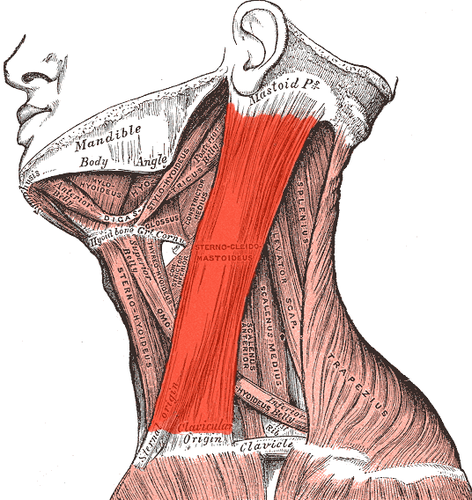 origin: sternum and clavicle
insertion: mastoid process
Action:rotation of the head to the opposite side and flexion of the neck.