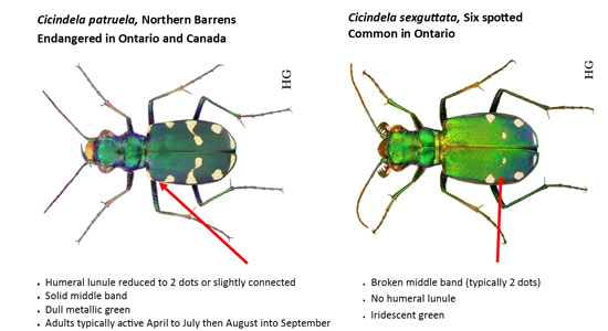 <p>Order Coleoptera: Ground &amp; Tiger Beetles</p>