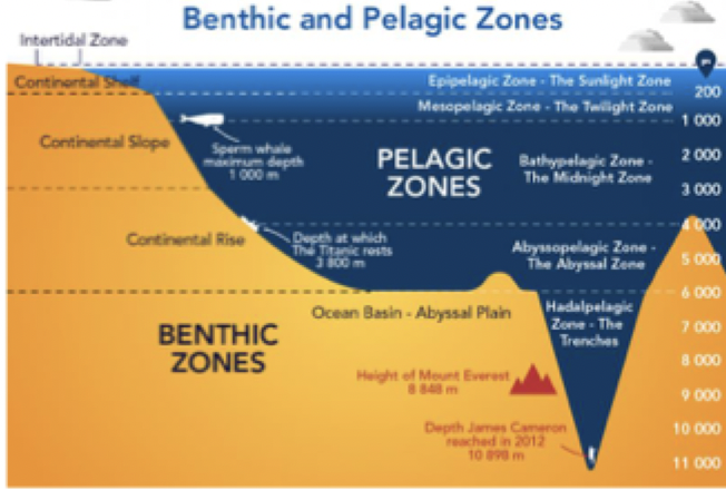 <p>substrate/depth-driven, higher local endemism</p>