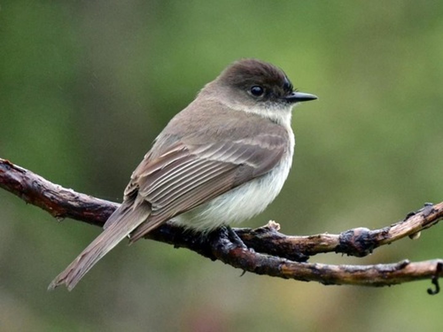 <p>Eastern Phoebe</p>