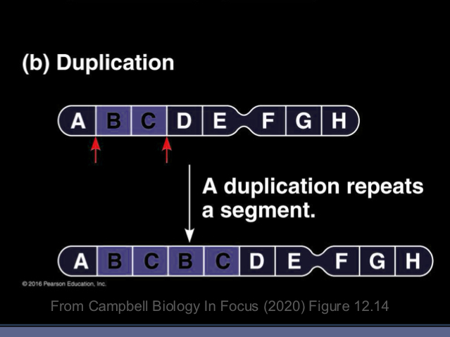 <ul><li><p>may also occur due to the attachment of a fragment from a non sister chromatid </p></li></ul><p></p>