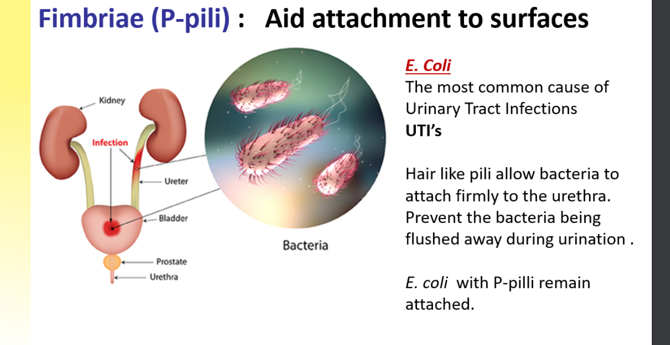 <p>describe what the fimbriae is and fili </p>