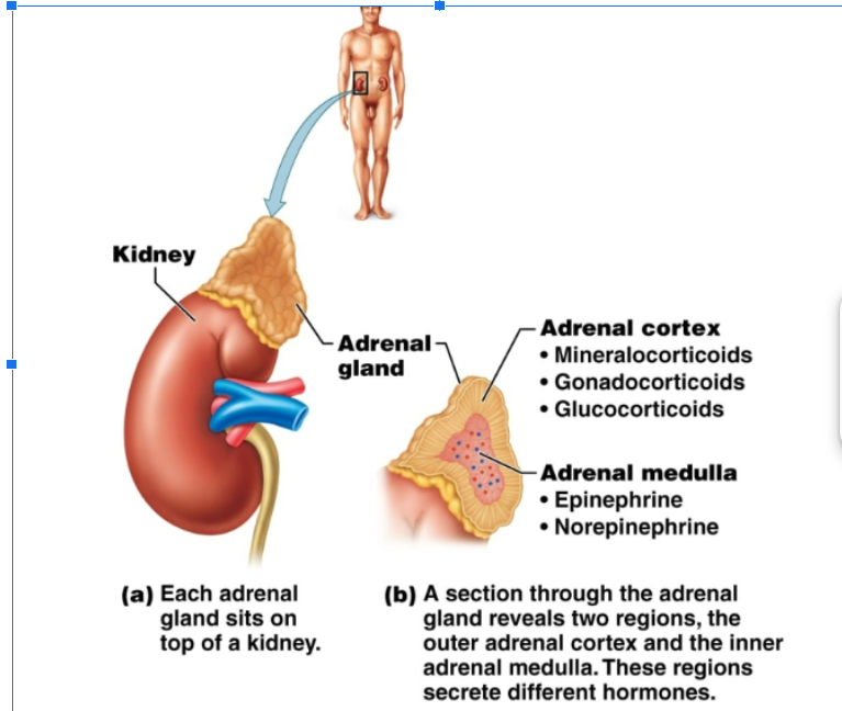<p>Located at the top of the kidneys. The adrenal cortex (outer region) secretes gonadorcoricoids, glucocorticoids, and mineralocorticoids. Adrenal medulla (inner region): secretes epinephrine (adrenaline), norepinephrine (noradrenaline)</p>
