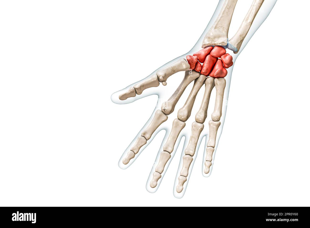 <p>What are the wrist bones?</p>