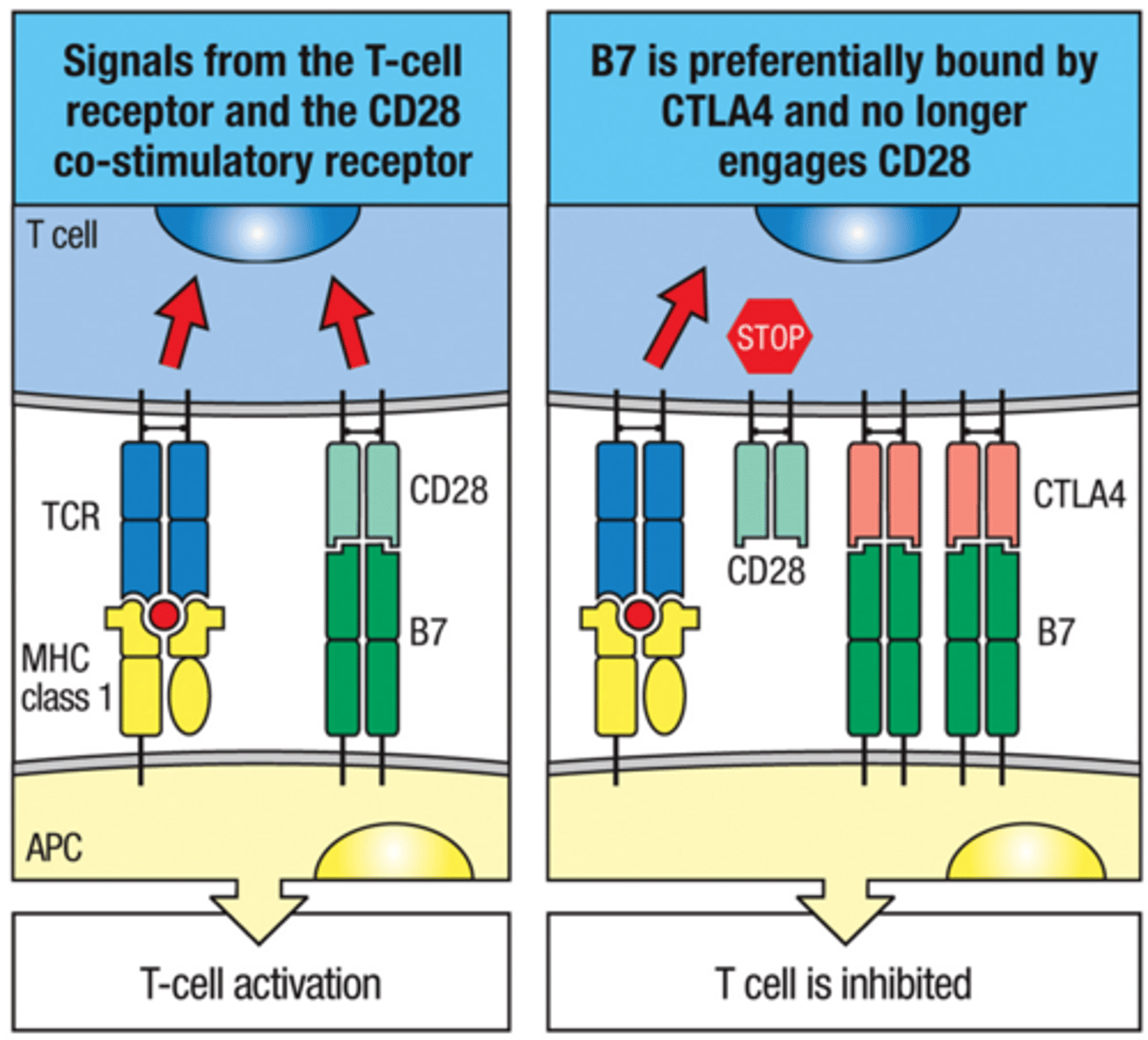 <p>1. CTLA-4 binds B7 (with higher binding affinity)</p><p>2. CTLA-4 gives inhibitory signals; while CD28 gives activation signals</p><p>3. CTLA-4 is expressed upon T cell activation</p>