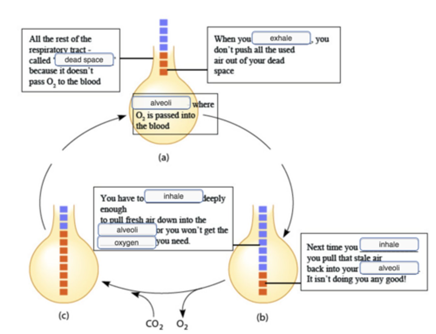 knowt flashcard image
