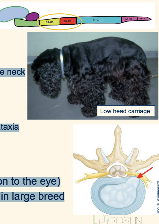 <ol><li><p>Pain/Hyperaesthesia</p><ul><li><p>Reluctance to move, reduced range of movement in the neck</p></li></ul></li><li><p>Posture – Low head carriage</p></li><li><p>Gait</p><ul><li><p><mark data-color="blue" style="background-color: blue; color: inherit">Single thoracic limb lameness = ‘nerve root signature’</mark><em> (see pic)</em></p></li><li><p><u>Ambulatory hemi- or tetra-paresis </u>and proprioceptive ataxia</p></li><li><p><u>Non-ambulatory tetraparesis</u></p></li><li><p><u>Tetraplegia</u></p></li></ul></li><li><p>Respiratory arrest (C5-7, phrenic nerve)</p></li><li><p>Horner's syndrome (T1-3, sympathetic innervation to the eye)</p></li></ol><p></p><p></p>