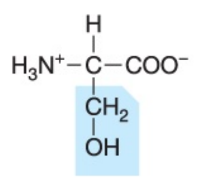 <p>Polar (uncharged), hydrophilic</p>