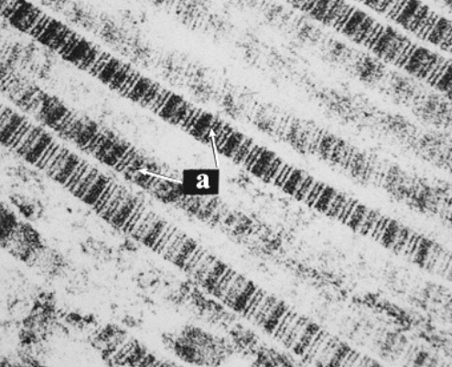 <p>what is the structure labeled "a"?</p>