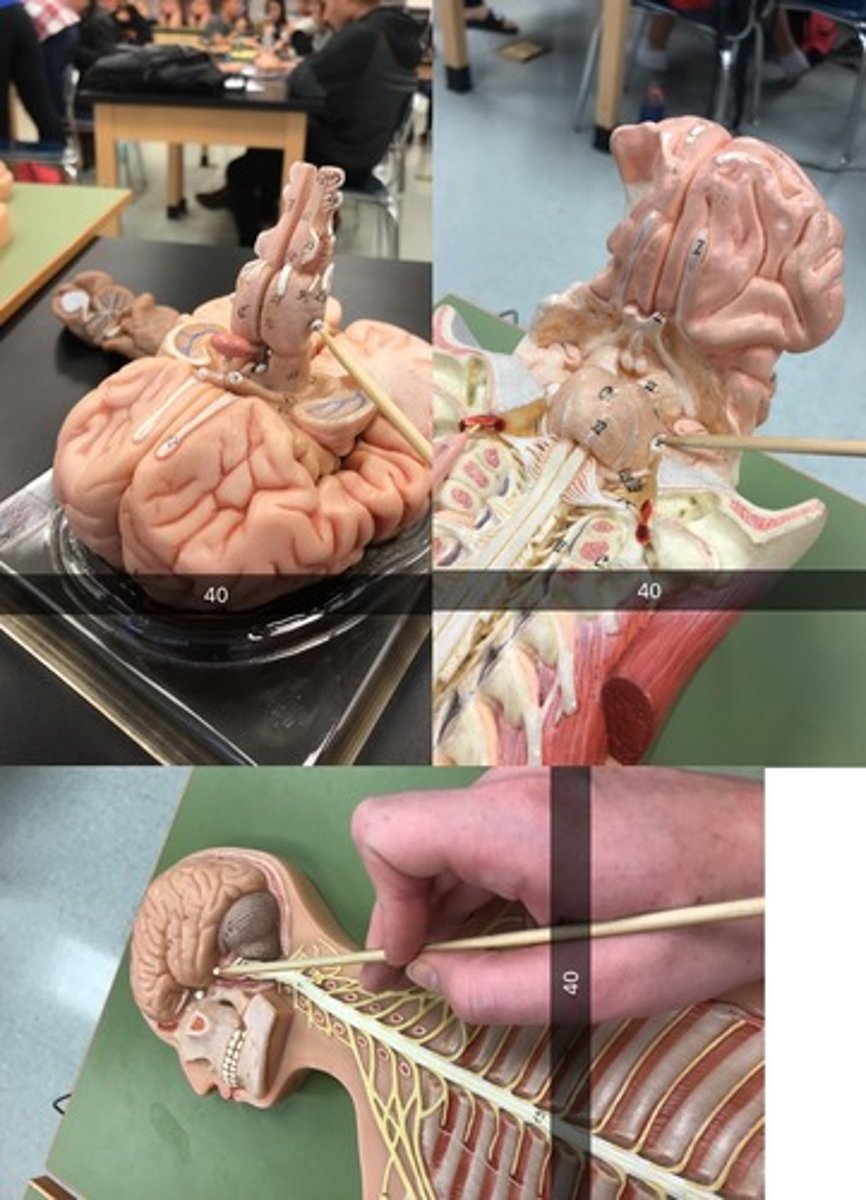 <p>In skull seen from top; across roof of eye socket; large 3 branch</p>