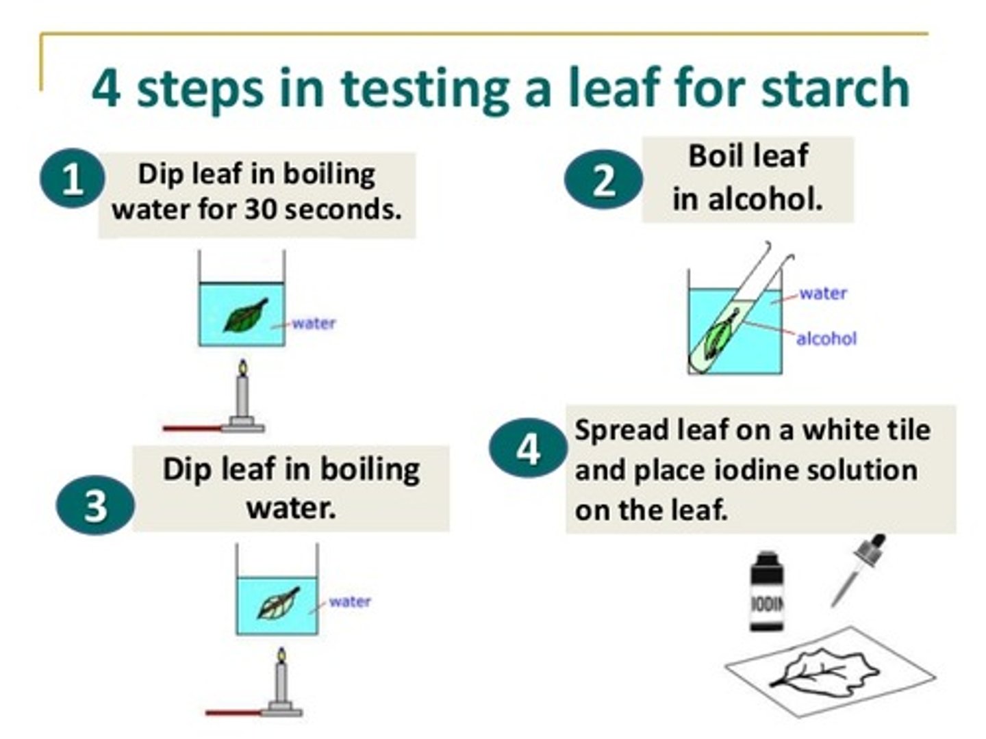 <p>Plant leaves can be tested for the presence of starch using iodine solution, after the leaf has been intensely heated and submerged in ethanol</p>