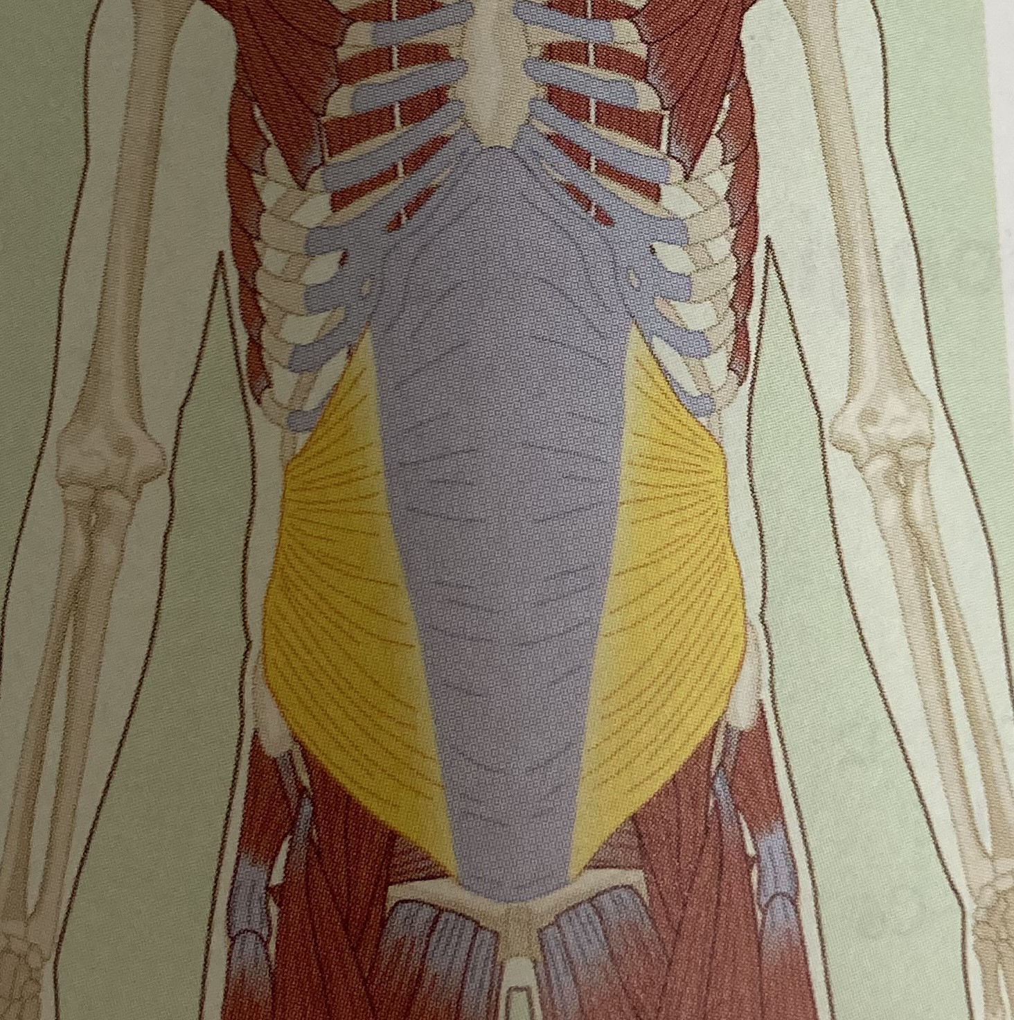 <ul><li><p>category: abdominal musculature</p></li><li><p>origin: iliac crest of the pelvis</p></li><li><p>insertion: ribs 9-12</p></li><li><p>isolated function: concentric spinal flexion, lateral flexion, and ipsilateral rotation</p></li><li><p>integrated function: eccentric spinal extension, rotation, and lateral flexion</p></li><li><p>stabilizes the LPHC</p></li></ul><p></p>