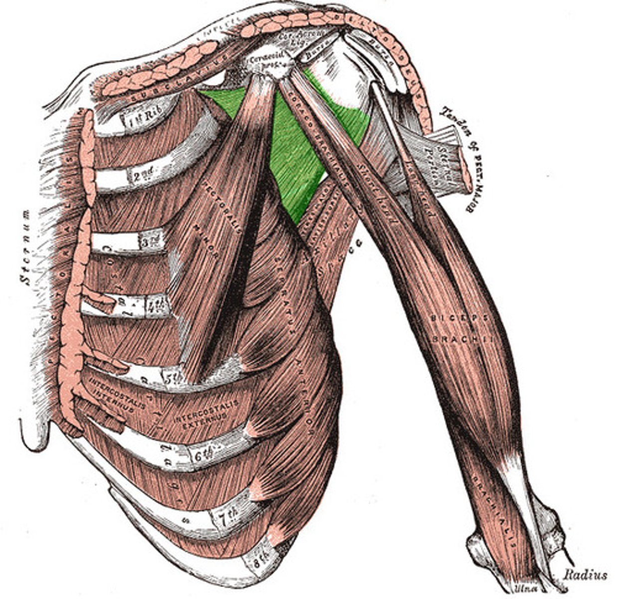 <p>medial rotation at shoulder</p>