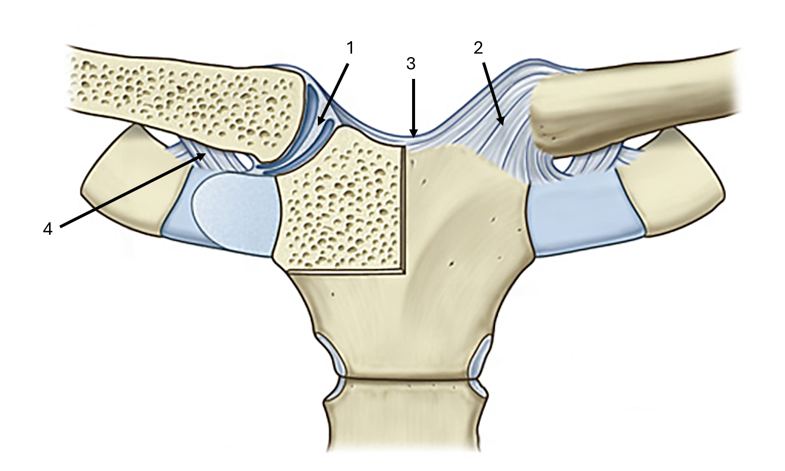 <p>what is label #3 and its classification</p>