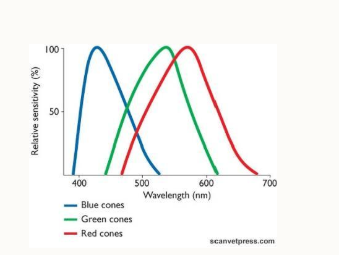 <ul><li><p>this is an additional tier of information processed by the brain</p></li><li><p>3 colour cones: red, green and blue</p></li></ul><p></p>