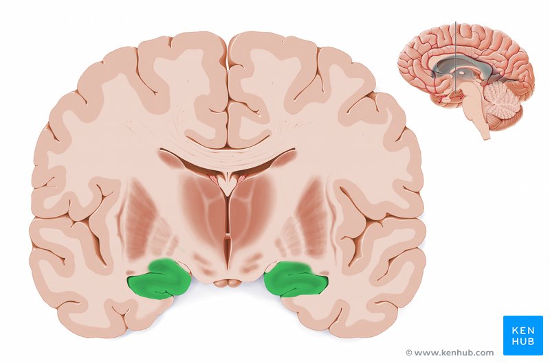 <p>Which part of H.M’s brain did they remove?</p>