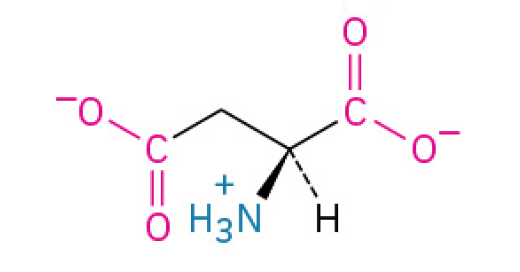 <p>is a negative charged, acidic amino acid that primarily works to speed up chemical reactions in enzyme and acts as an excitatory signal in the nervous system</p><p><span>have carboxyl groups in their side chains, which lose protons and become negatively charged. They are often involved in active sites of enzymes.</span></p><p><span><u><mark data-color="#fff4d3" style="background-color: rgb(255, 244, 211); color: inherit;">Charged </mark></u></span></p>
