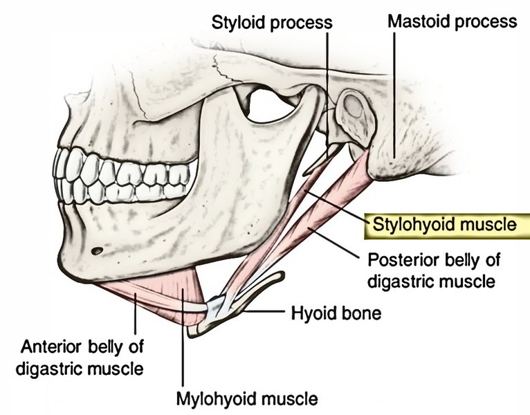 <p>Hyoid bone</p><ul><li><p>their attachment site is in the styloid process</p></li></ul><p></p>