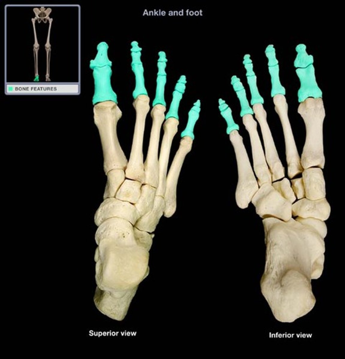 <p>the long bones of the foot, three for each toe except for the hallux (great toe), which articulate with the metatarsals and are distal to the body overall.</p>