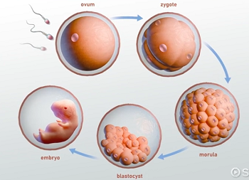 <p>solid ball of cells formed early in embryonic development, typically around 3-4 days after fertilization</p>