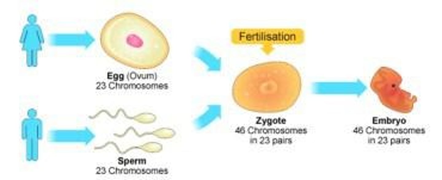 <p>The process that triggers the creation of human life when the human egg and sperm join.</p>