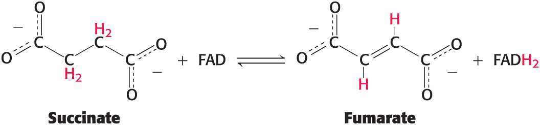 <ul><li><p>useful energy is often derived from the oxidation of carbon compounds </p><ul><li><p>Examples: oxidation-reduction reactions of the citric acid cycle </p></li></ul></li></ul><p></p>
