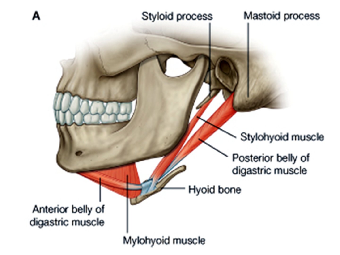<p>O: styloid process of temporal bone</p><p>I: hyoid bone</p>