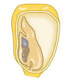 <p>monocot cotyledon number </p>