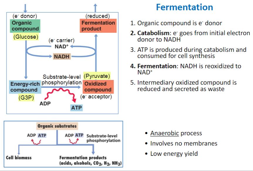 <p>Fermentation</p>