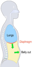 <p><u>Inhalation vs. Exhalation</u></p><p>The diaphragm contracts (pulls down)</p>