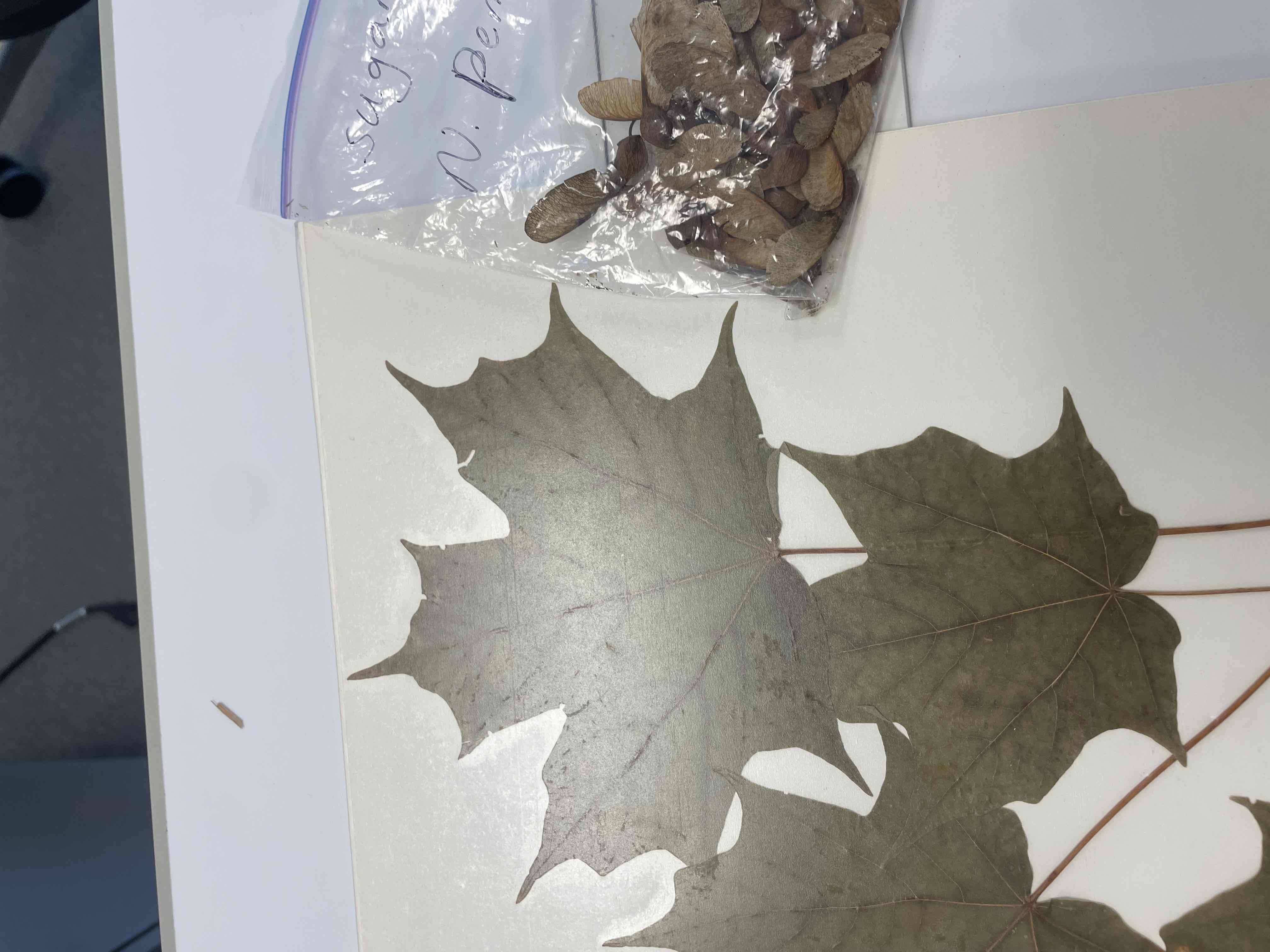 <p>Acer saccharum (Sapindaceae)</p>
