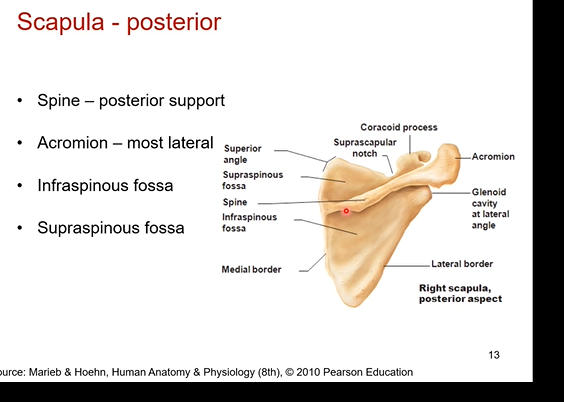 <p>Spine- posterior support</p><p>acromion -  most lateral part of scapula bone</p><p>infraspinous fossa- under the spine. bony depression</p><p>supraspinous fossa= above the spine bony depression</p><p></p><p>seeing the spine is the distinguishing feature</p>