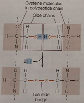 <p>When 2 (—SH) groups react. Each one lose an H (—S—S—)</p>