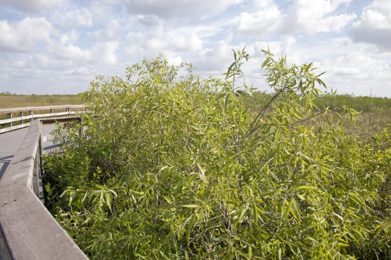 <p>Coastalplain Willow</p>