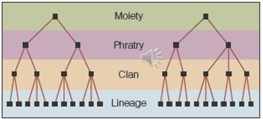 <p>the two major descent groups formed when a society is devised into two halves where each had consist of one or more clans</p>