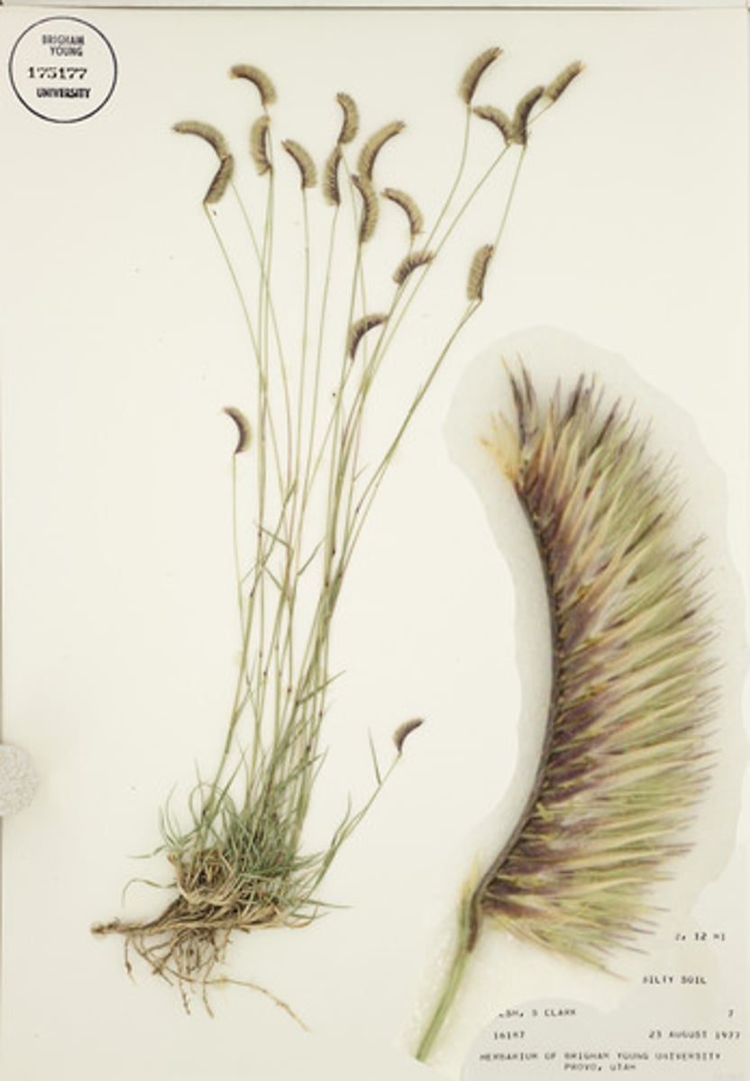 <p>Bouteloua gracilis</p>