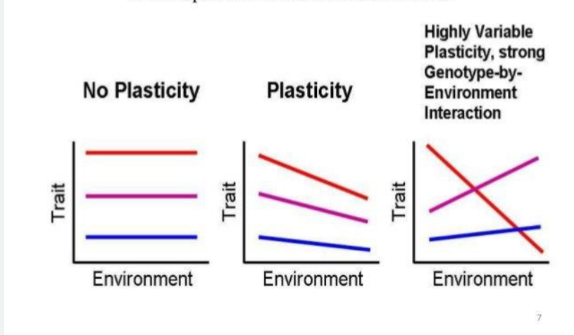 <p>The ability of one genotype to produce more than one phenotype when exposed to different environments.&nbsp;</p>