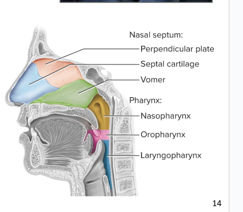 <p>Space between soft palate and epiglottis</p><ul><li><p>Contains palatine tonsils</p></li><li><p><span style="background-color: transparent;">passes air, food, and drink </span></p></li><li><p><span style="background-color: transparent;">is lined by <u>stratified squamous epithelium (non-keratinized)</u></span></p></li></ul><p></p>