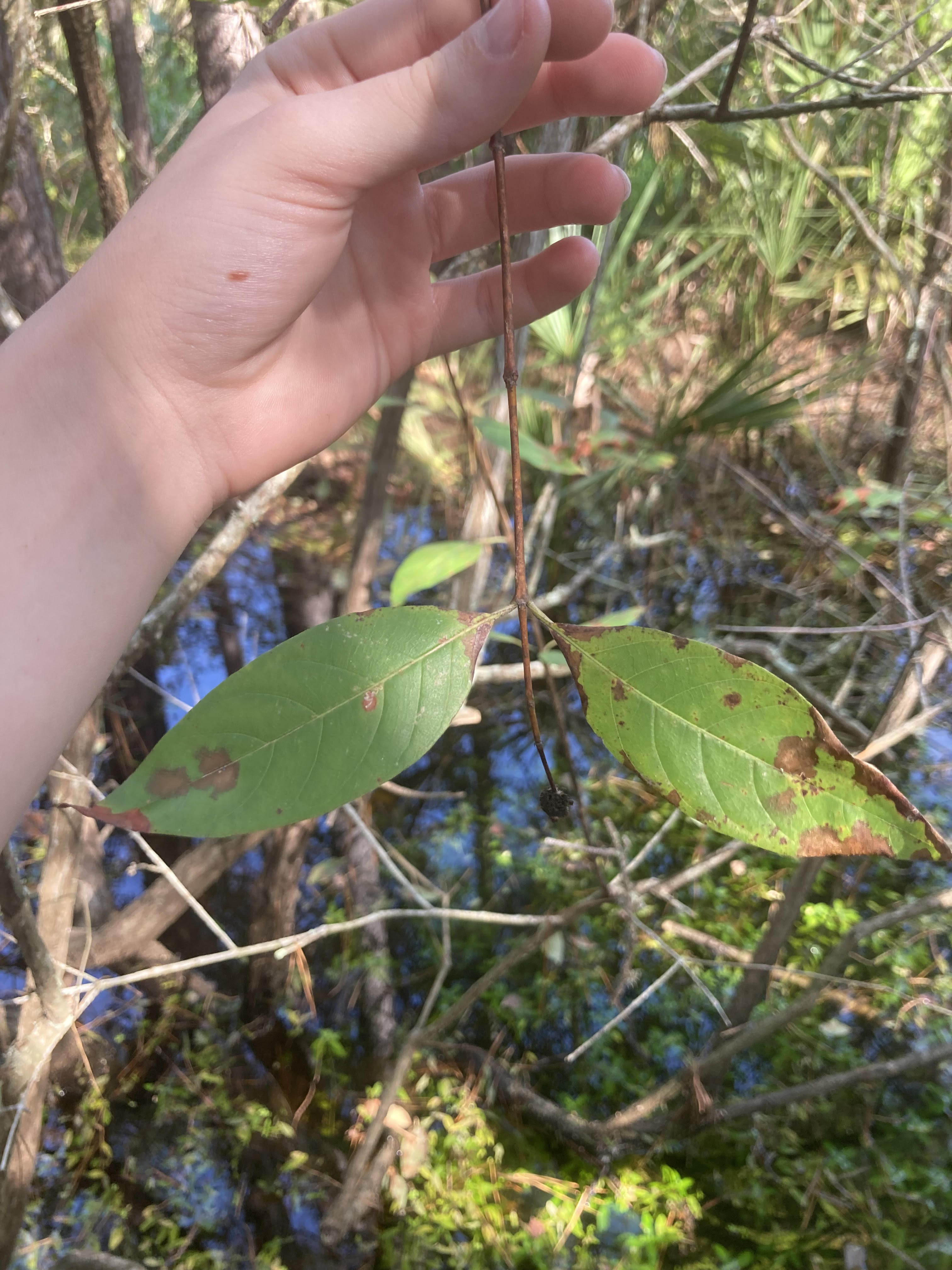 What is this plant?