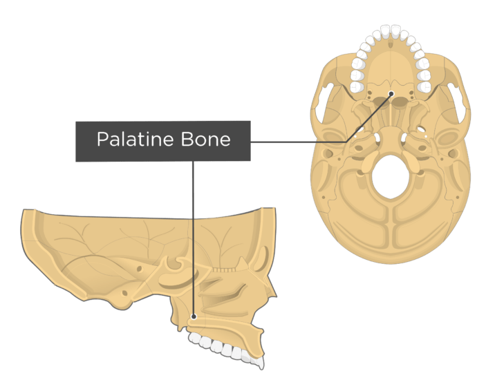 <p>Bones that form the posterior portion of the hard palate, the lateral side of the nasal cavity, and small part of the orbit</p><p>Xương vòm miệng</p>