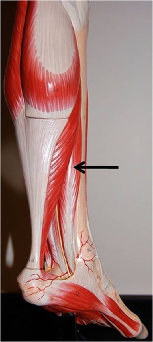 <p>Flexes toes, plantar flexes and inverts foot</p>