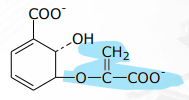 <p>[SHIKIMIC ACID PATHWAY] In Salicylic Acid biosynthesis what are the intermediates</p>
