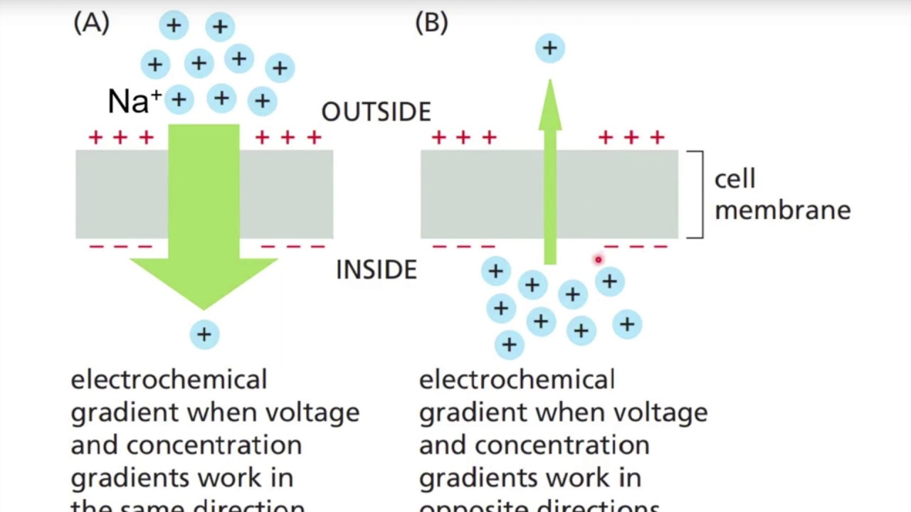 <p>electrochemical gradient </p>