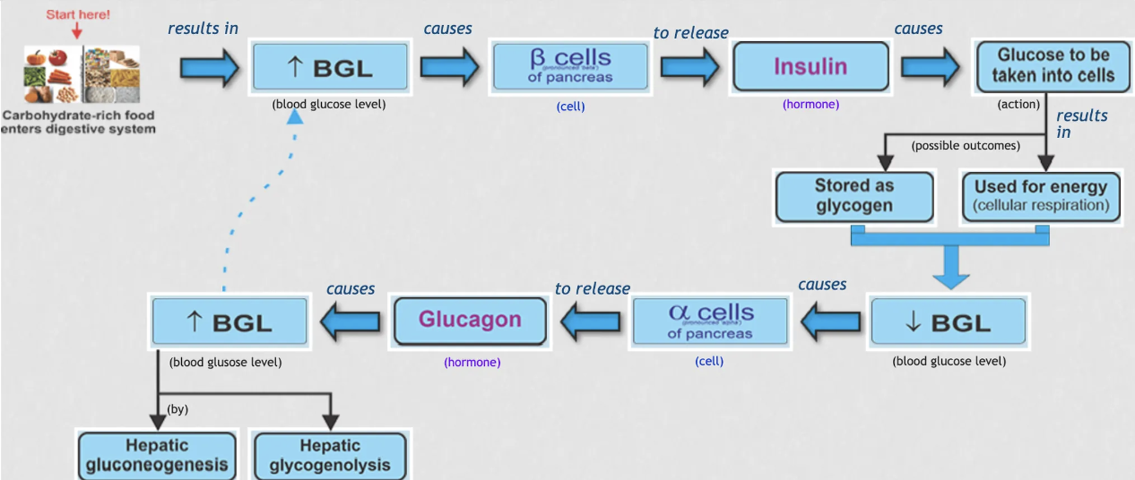 <ul><li><p>increase in blood glucose levels: b cells of the pancreas release insulin and this causes glucose to be taken into cells to be stored as glucagon or used for energy (cellular respiration) - decrease in blood glucose levels</p></li><li><p>decrease in blood glucose levels: cause alpha cells to release glucagon and this increases blood glucose levels by hepatic gluconeogenesis (make new glucose) and glycogenolysis (break down glycogen to glucose)</p></li></ul><p></p>