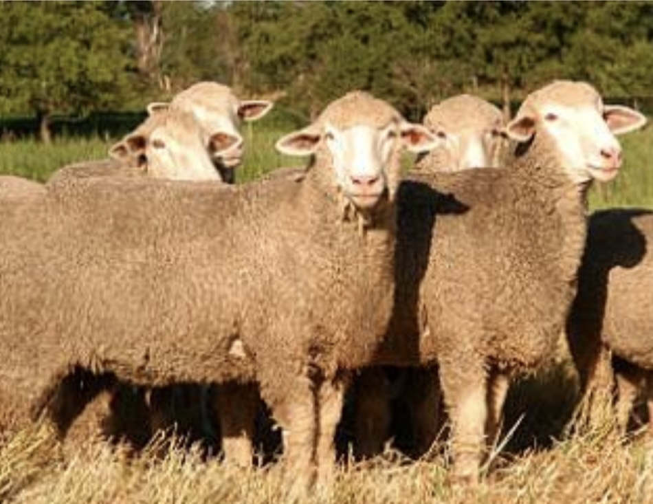 <p>Crossbred wool</p>